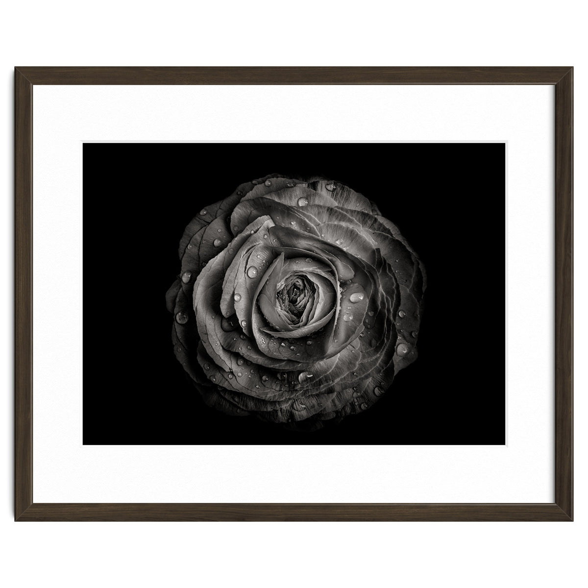 Backyard Flowers In Black And White 72