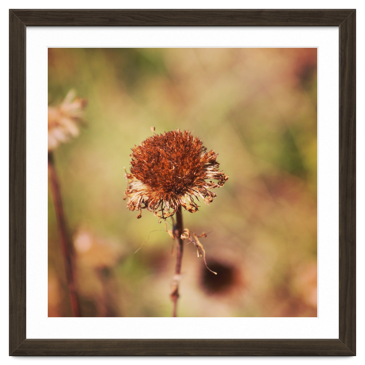dried daisy