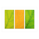 Autumn Leaves (Print Only) thumbnail