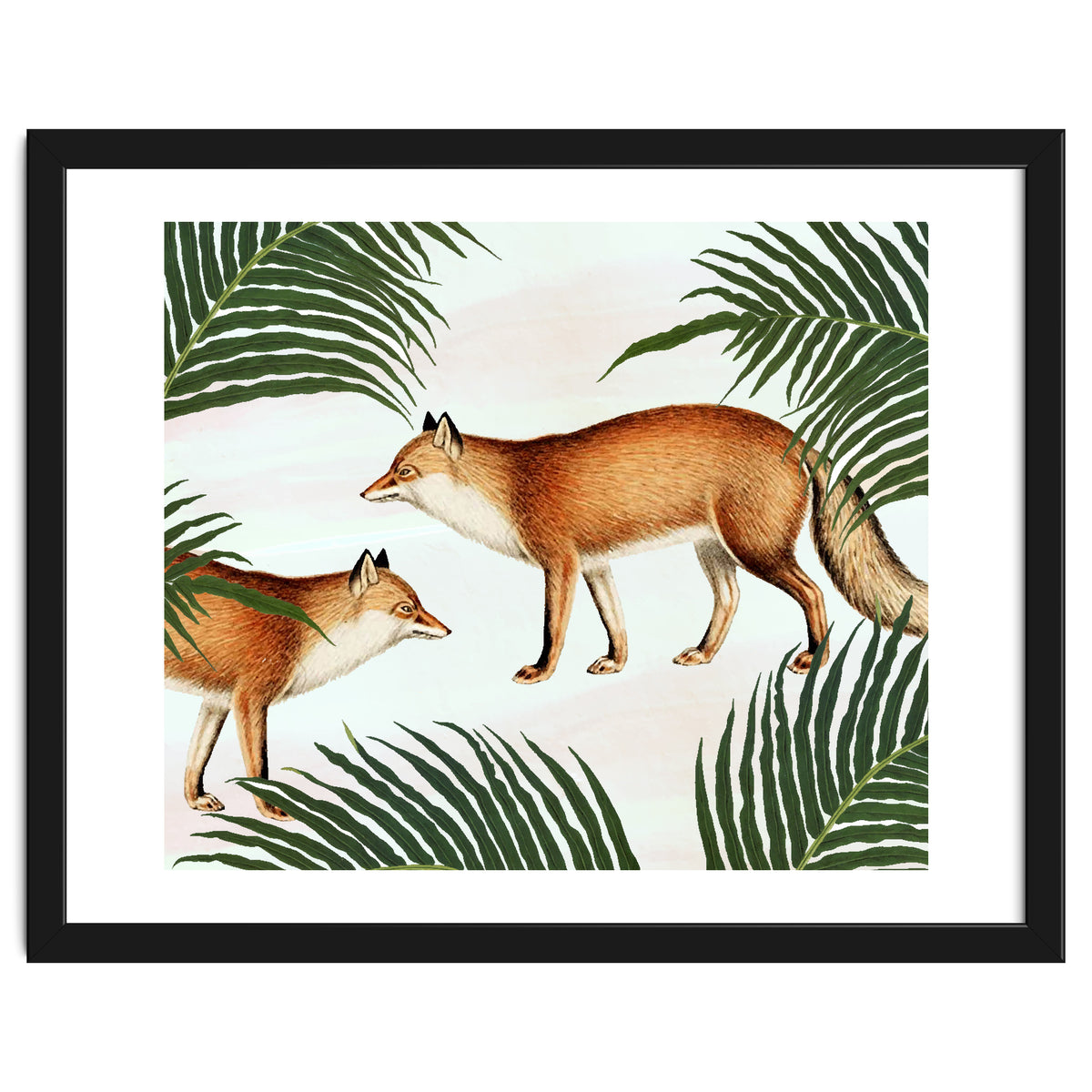 Red Fox Pair