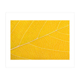 Autumn Leaf (Print Only) thumbnail