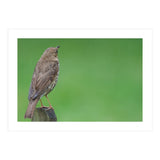 Watching the rain (Print Only) thumbnail