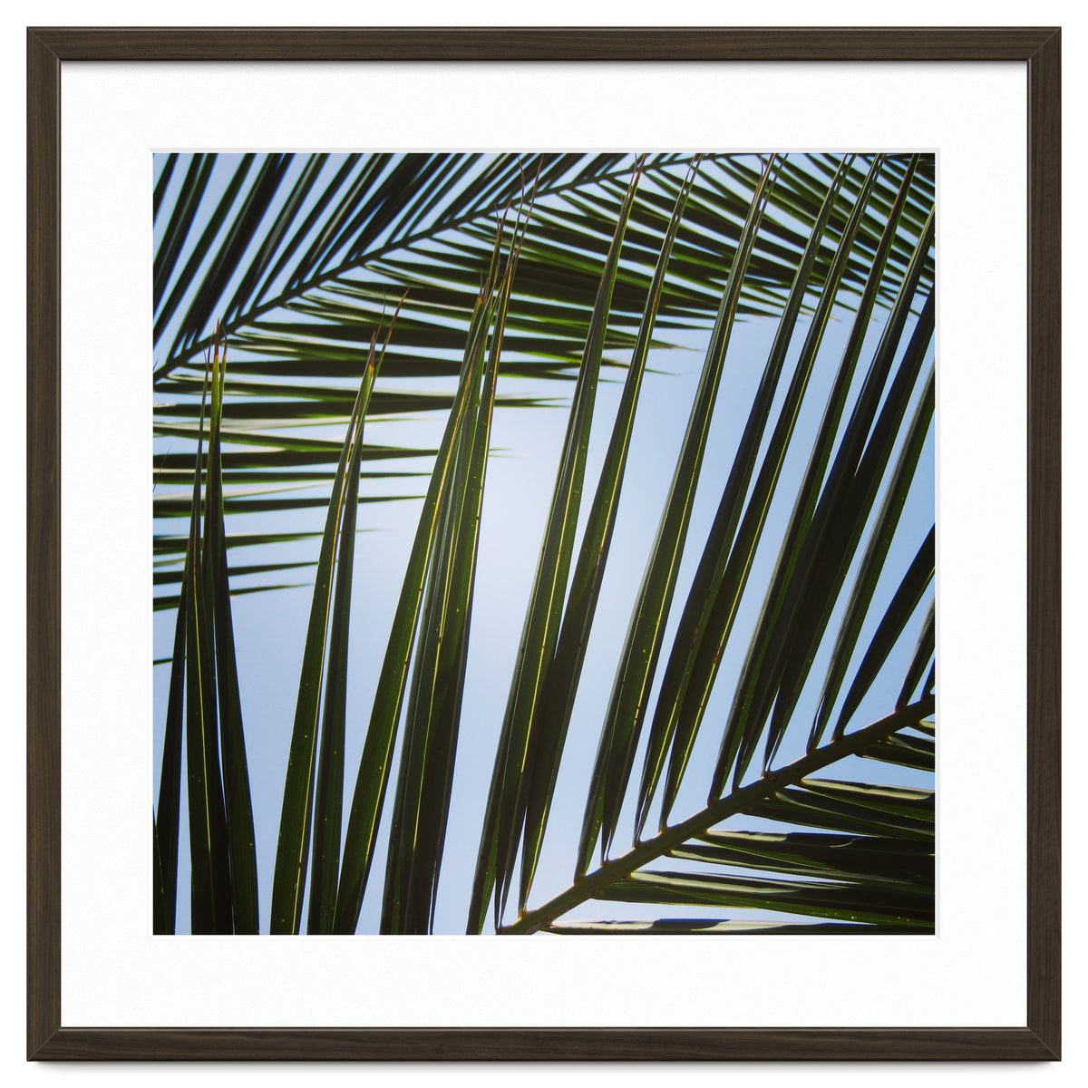 palm fronds
