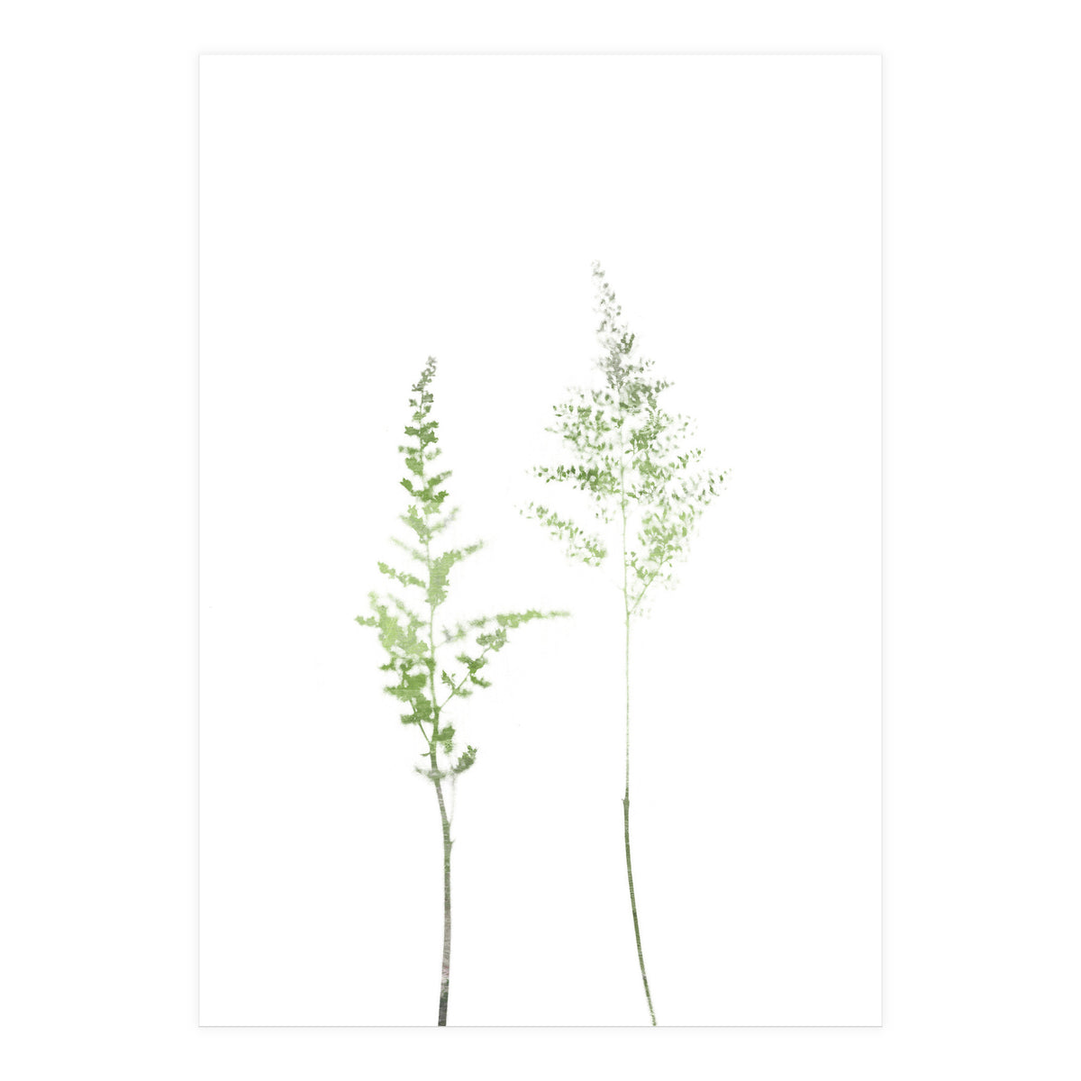 Olive Green Astilbe (Print Only)