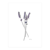 Lavender (Print Only) thumbnail