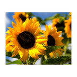 Sunflowers (Print Only) thumbnail
