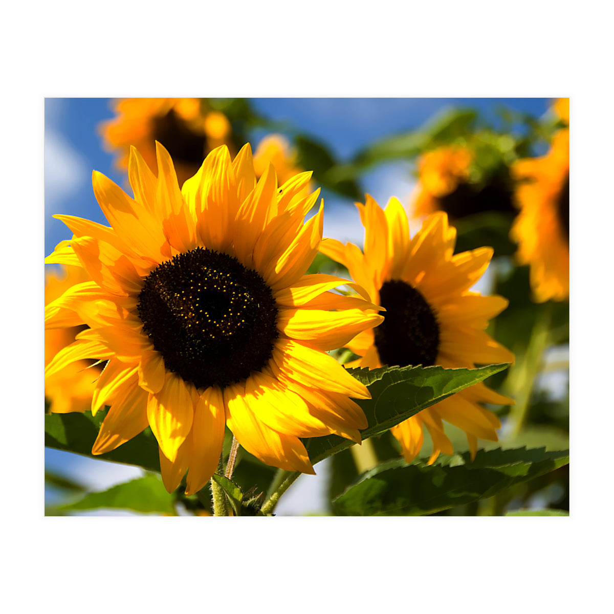 Sunflowers (Print Only)