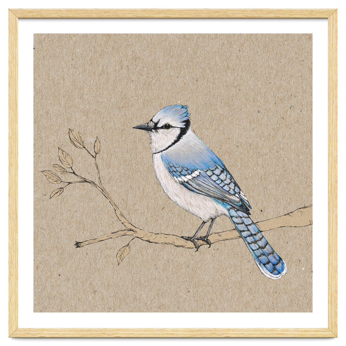 Blue jay