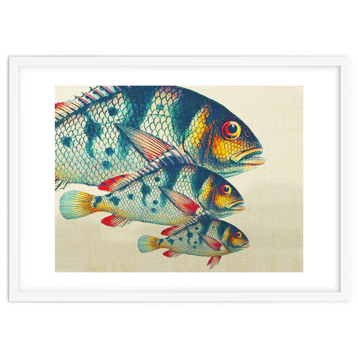 Fish Classic Designs 3