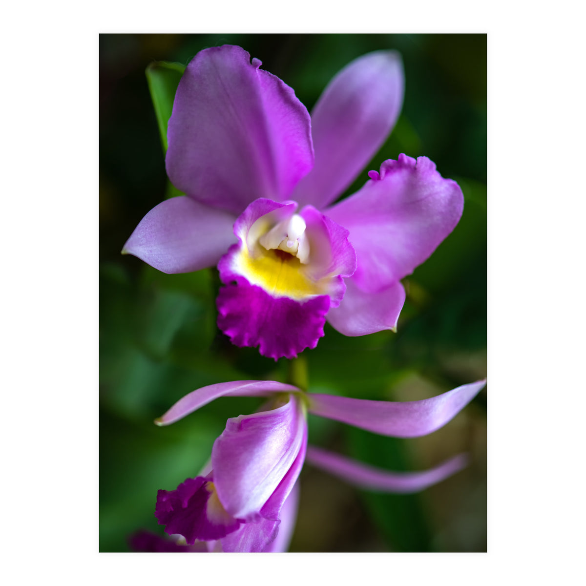 Cattleya Orchidee (Print Only)