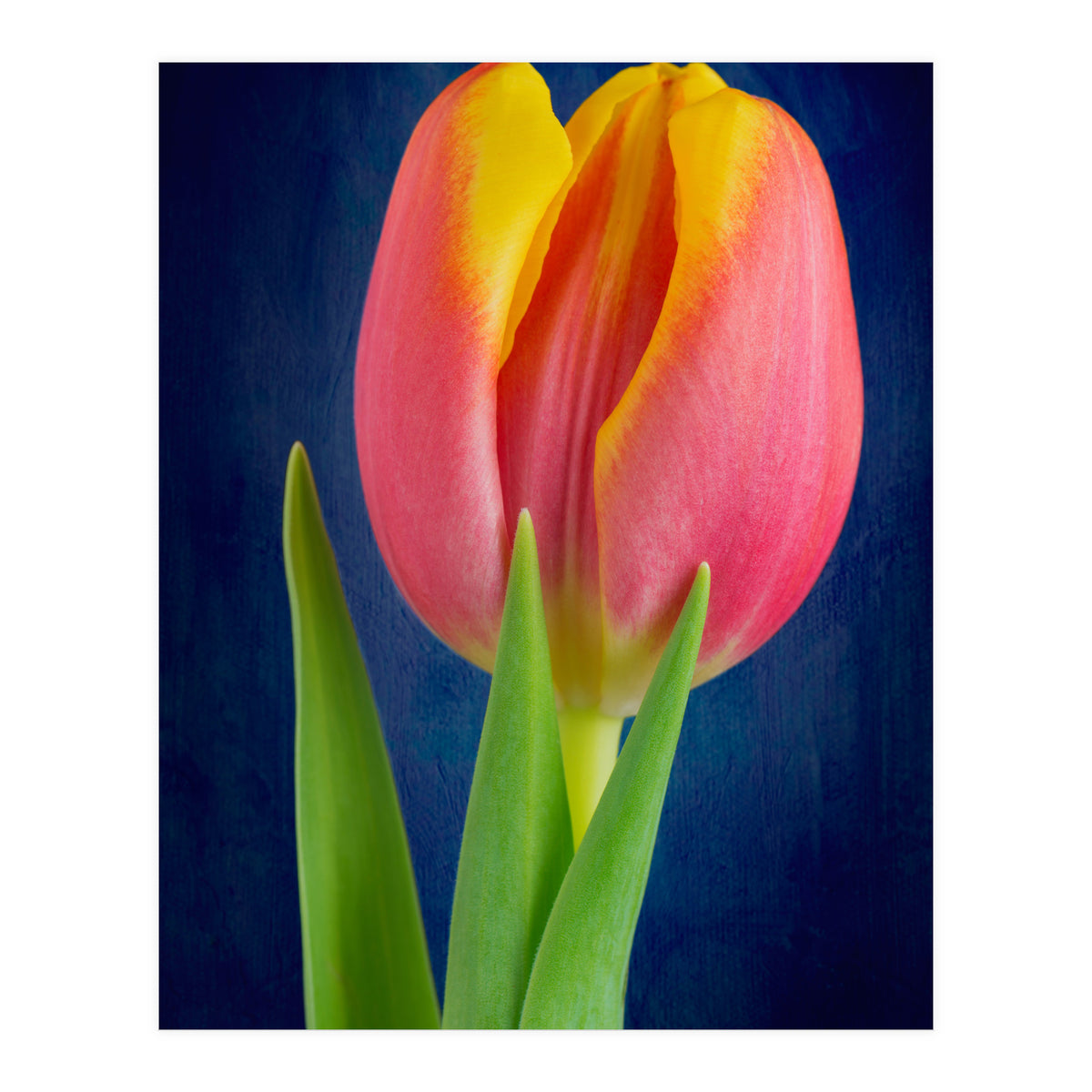 Tulip (Print Only)