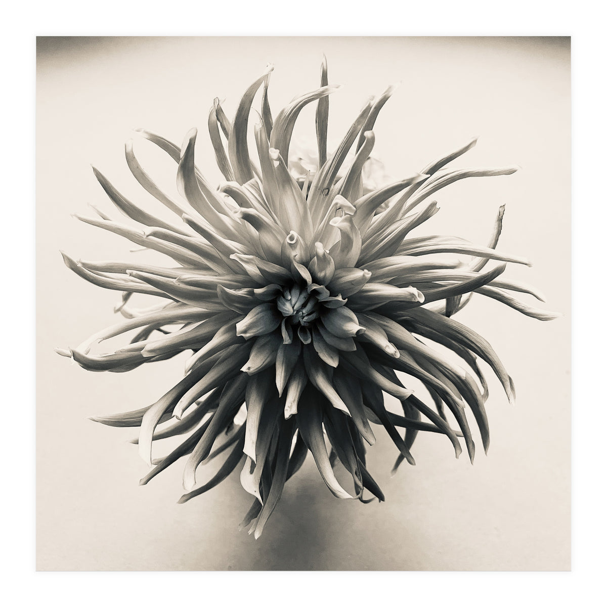 Dahlia (Print Only)