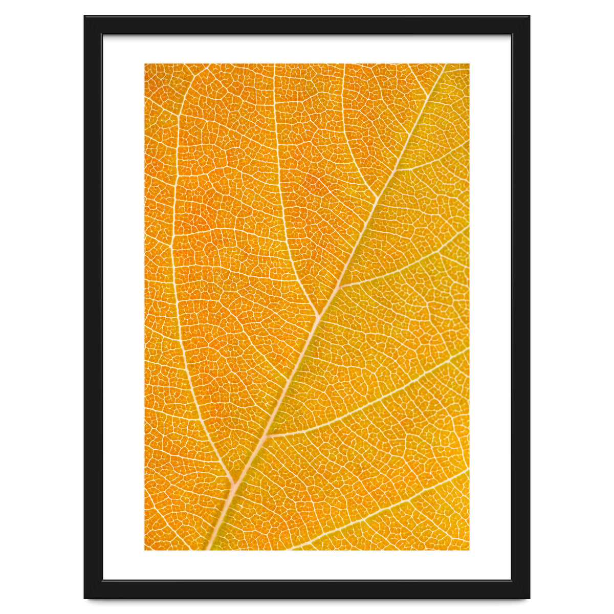 Autumn Leaf