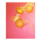 Jelly #3  (Print Only) thumbnail