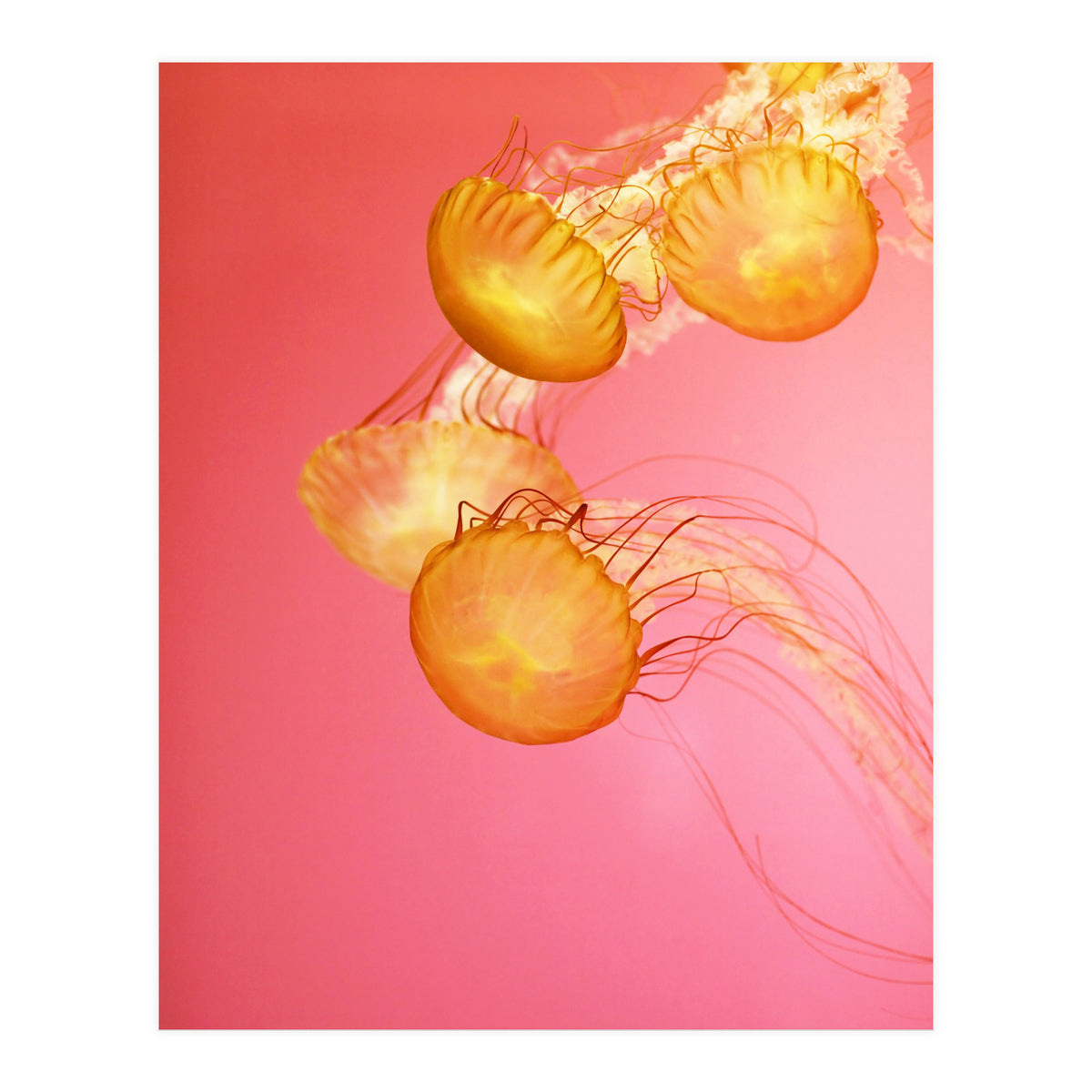 Jelly #3  (Print Only)