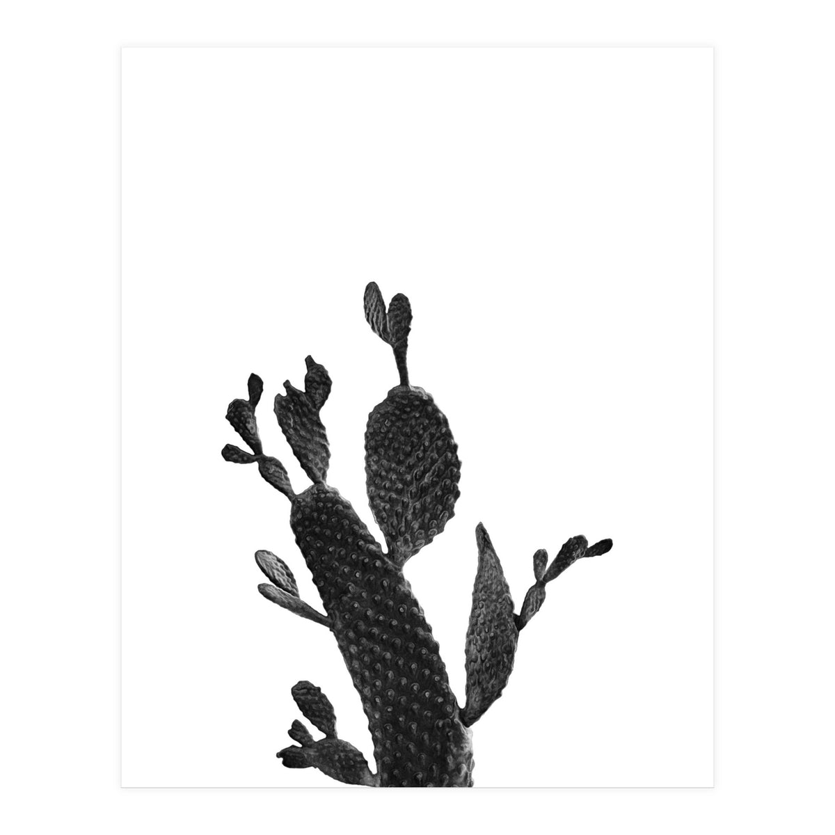 Cactus Black And White 02 (Print Only)
