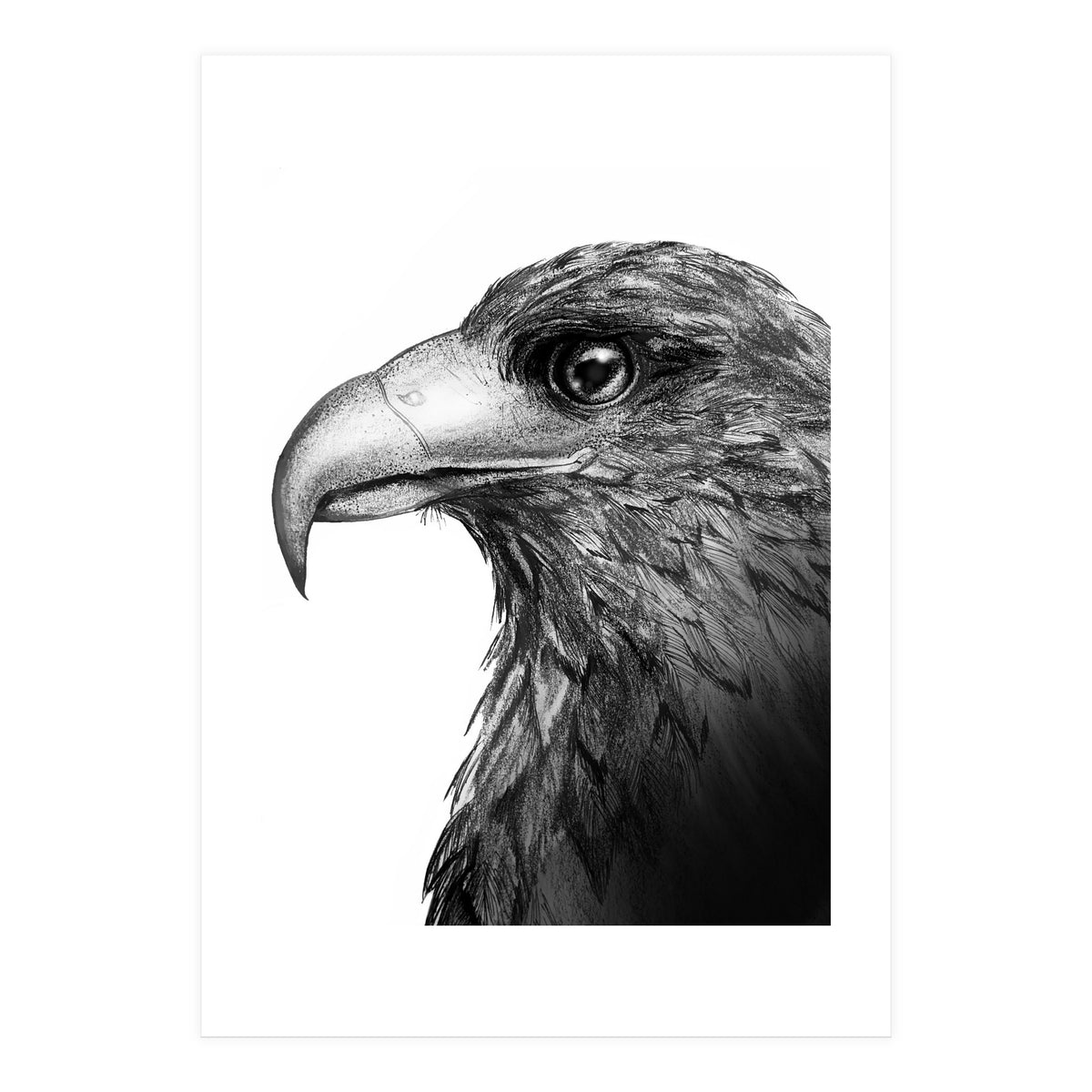 Harris's Hawk (Print Only)