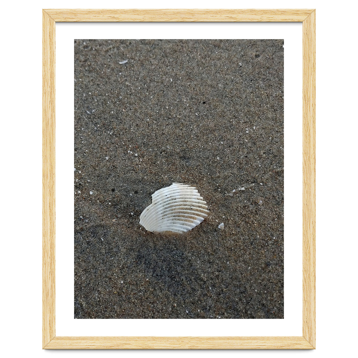 Shell in Sea Shore