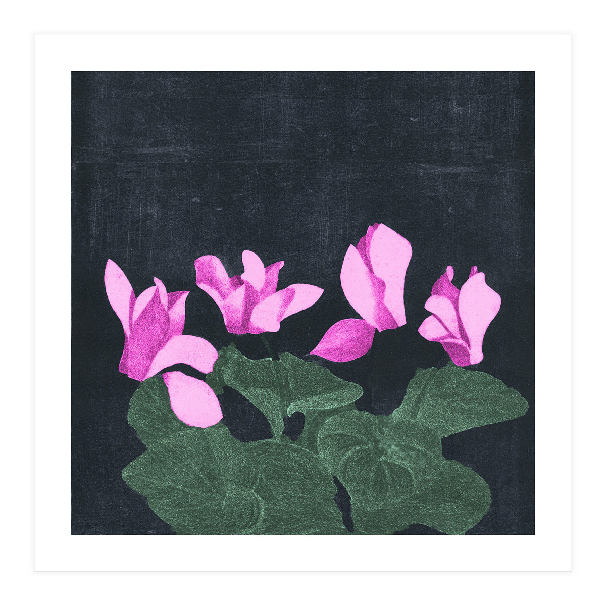 Cyclamen  (Print Only)