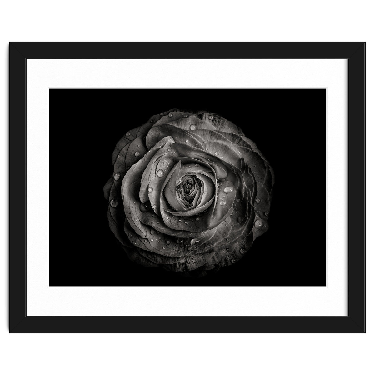 Backyard Flowers In Black And White 72