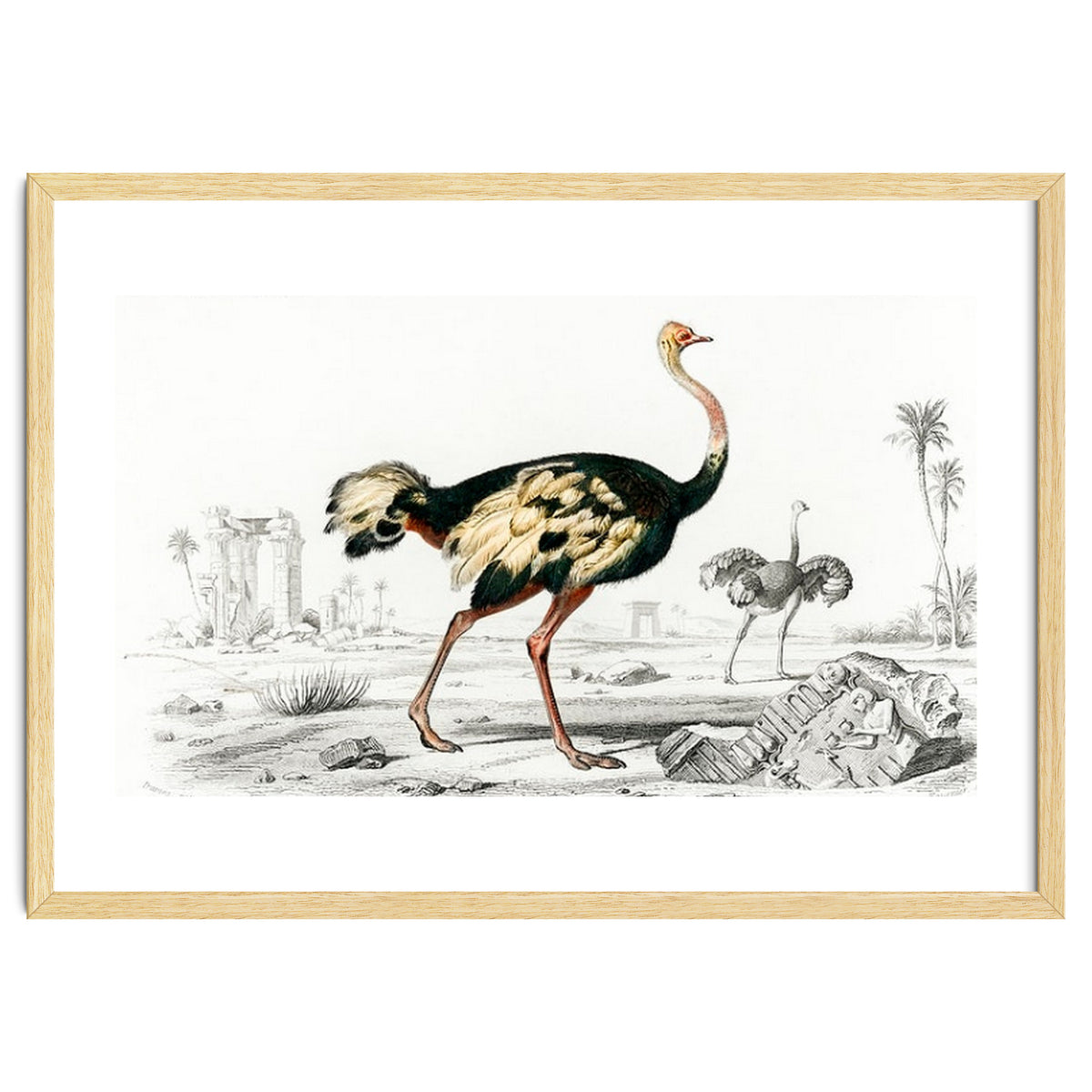 Struthio illustrated