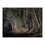 Sunlit Tunnel of Trees (Print Only) thumbnail