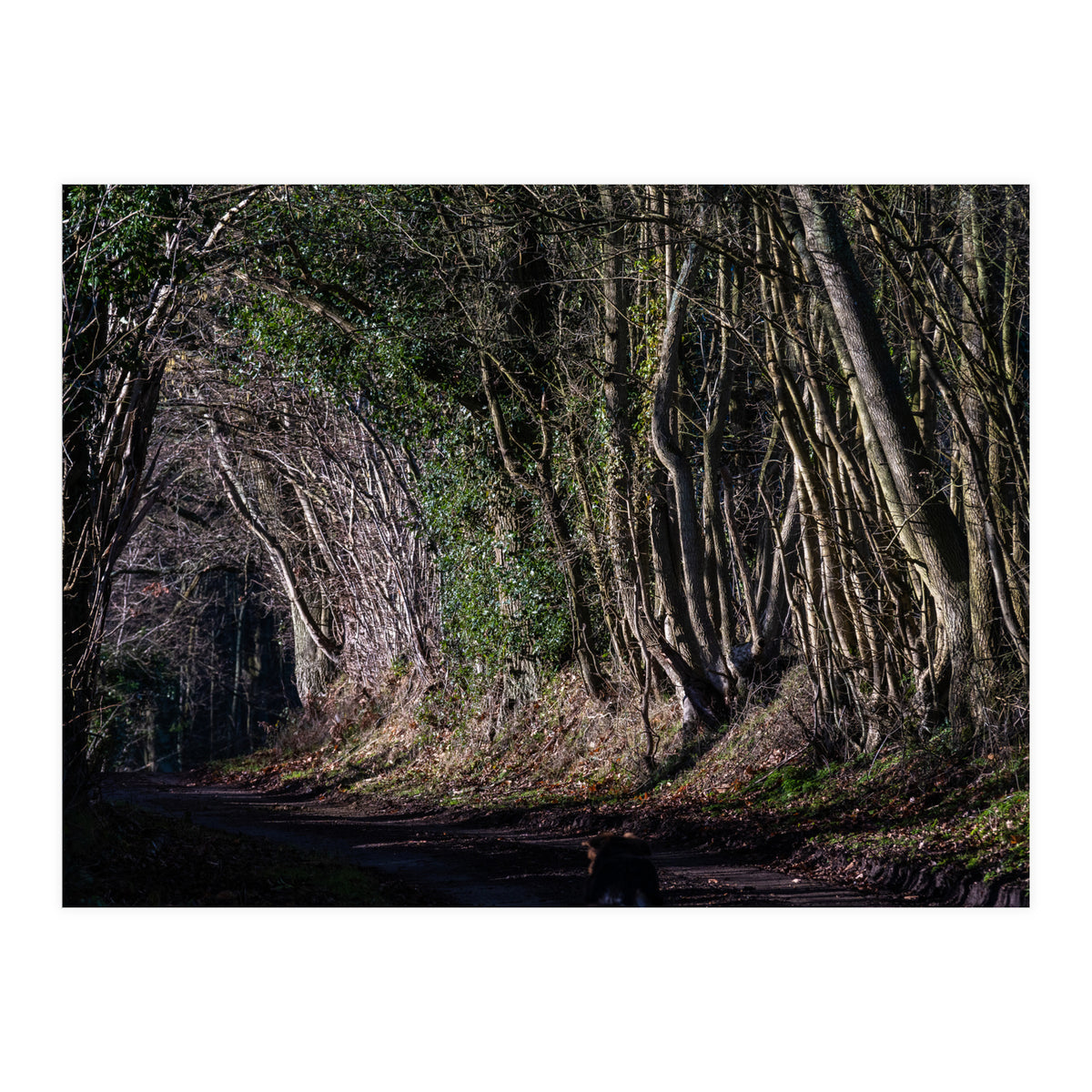 Sunlit Tunnel of Trees (Print Only)