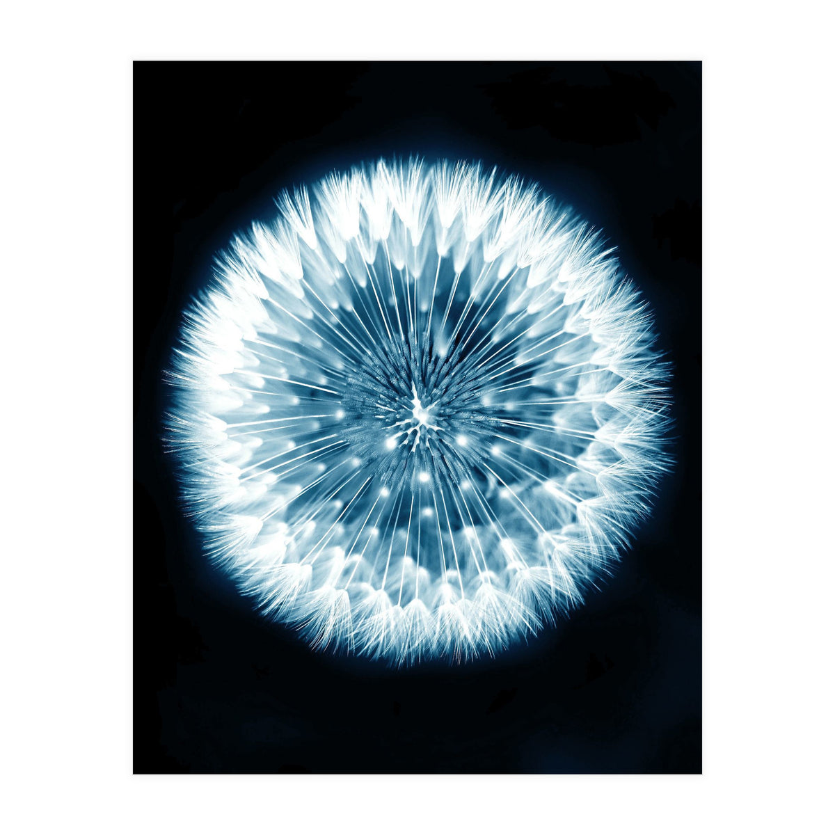 Taraxacum Officinale (Print Only)