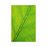 Autumn Leaf (Print Only) thumbnail