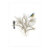 Garden Birds (Print Only) thumbnail