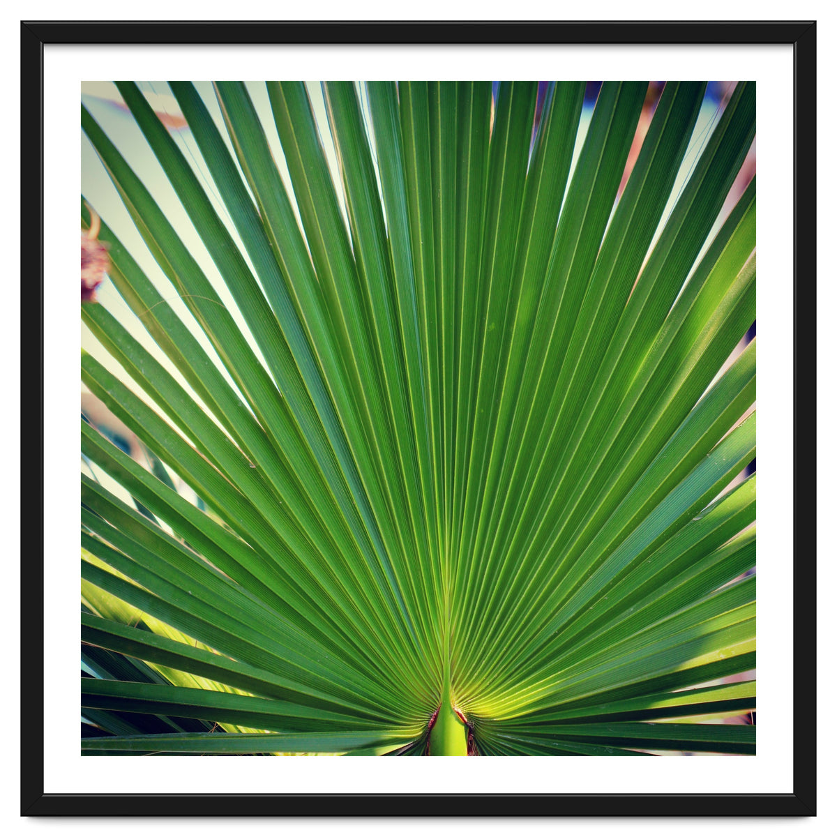 palm leaf