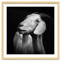 Billy Goat Adam