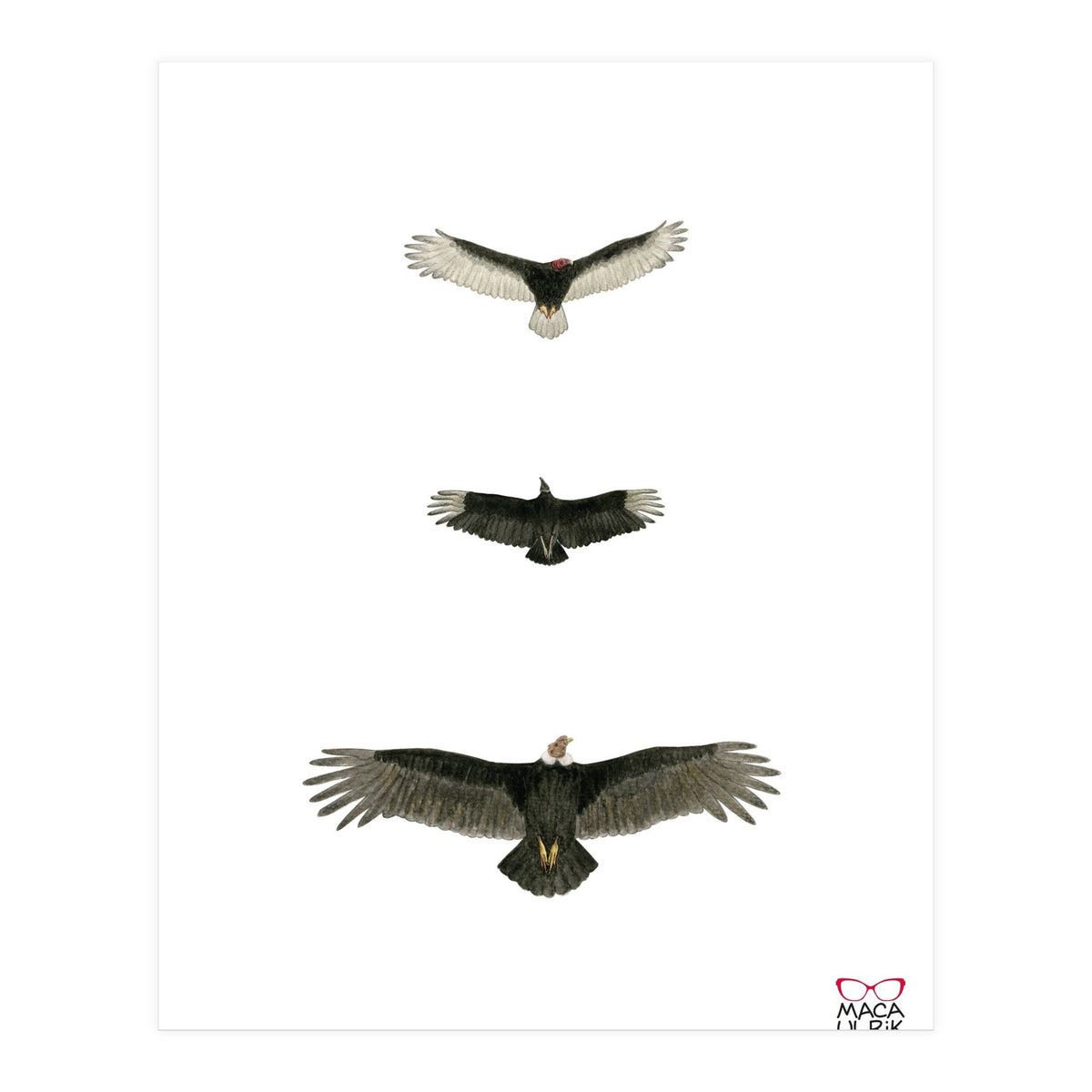 Cathartidae (Print Only)