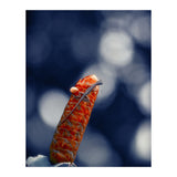 Red Ginger Flower (Print Only) thumbnail