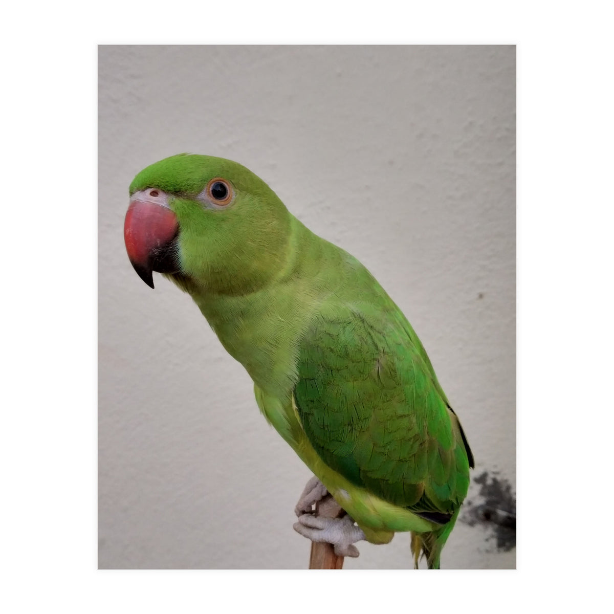 Beautiful Indian Parakeet (Print Only)