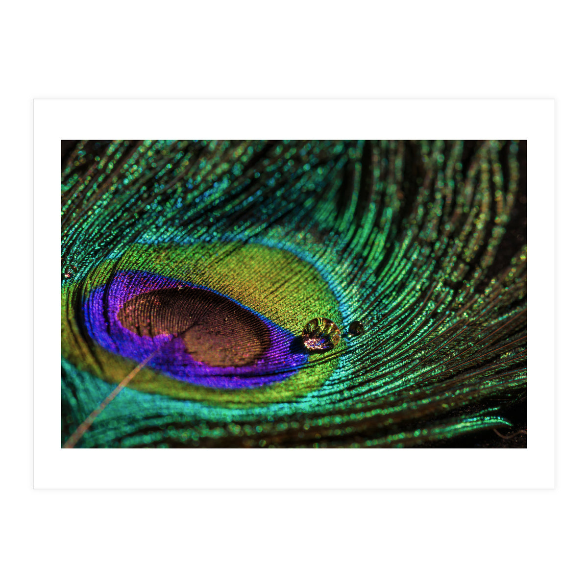Peacock feather (Print Only)