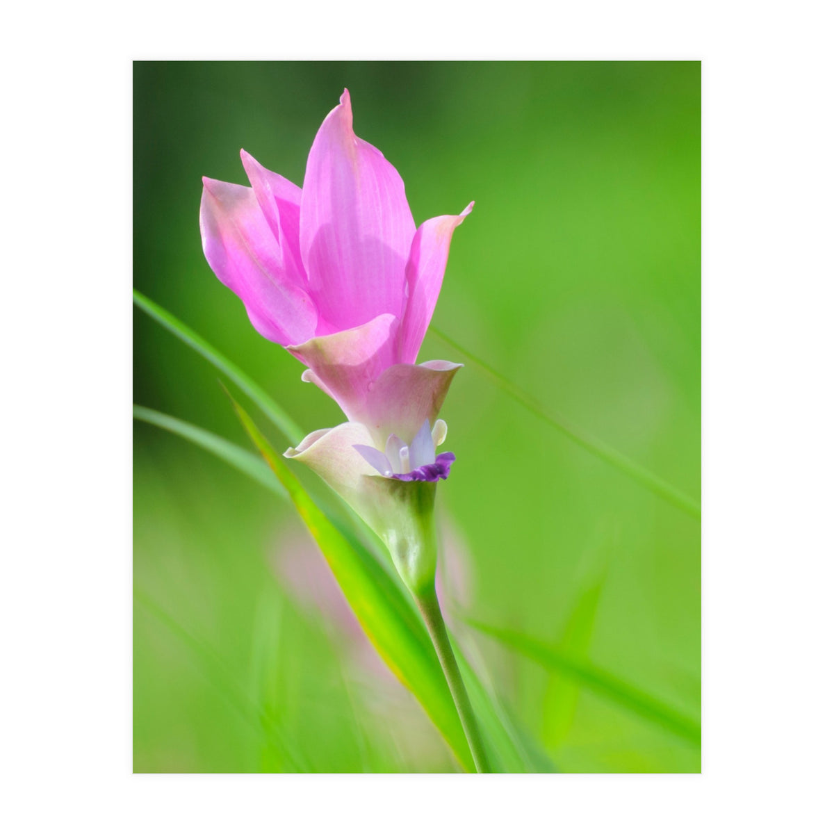 Nature 4000x6000 (12) (Print Only)