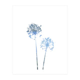 Blue Dandelion (Print Only) thumbnail