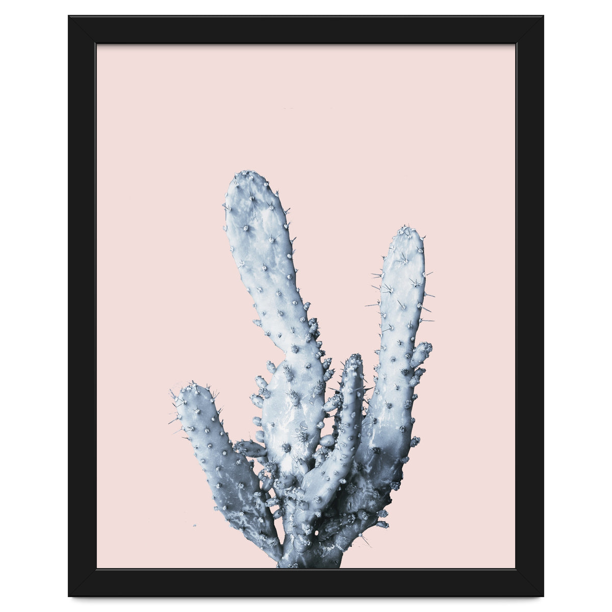 Cactus collection BL-I