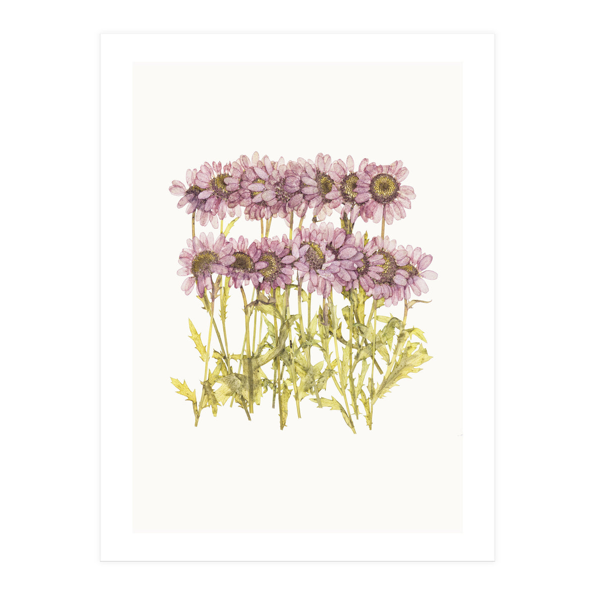 Cc Flower 02 (Print Only)