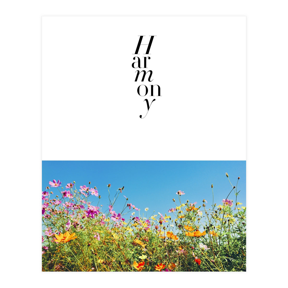 Harmony - cosmos flower - nature photography  (Print Only)