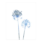 Blue Dandelion (Print Only) thumbnail