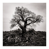 Gnarled Tree (Print Only) thumbnail