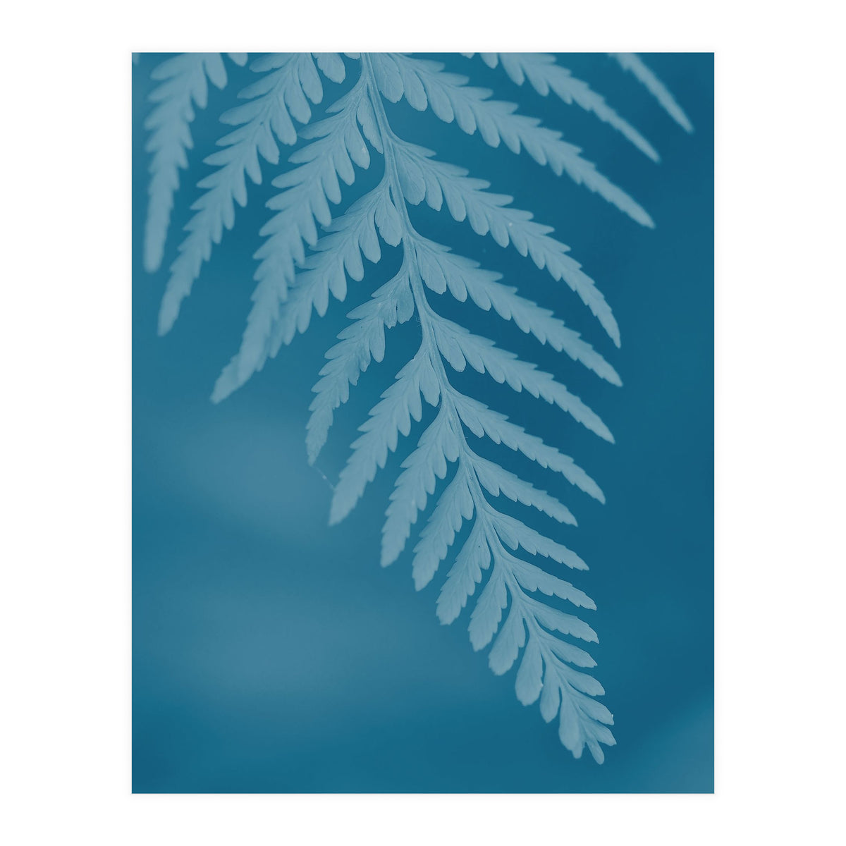 Pteridopsida 2 (Print Only)