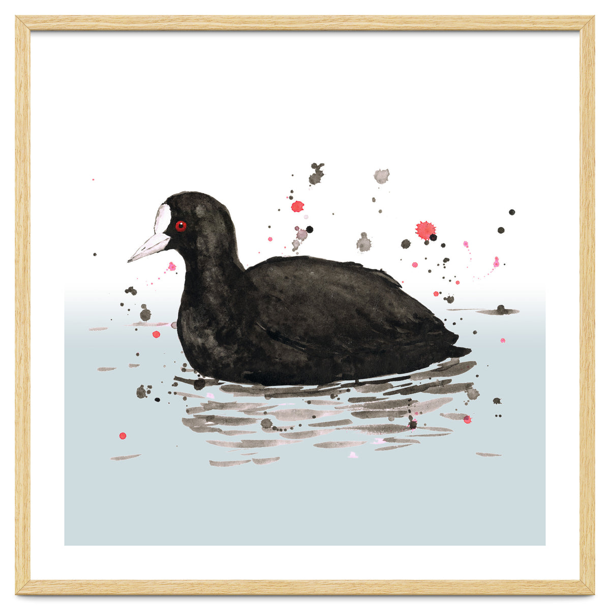 Common coot