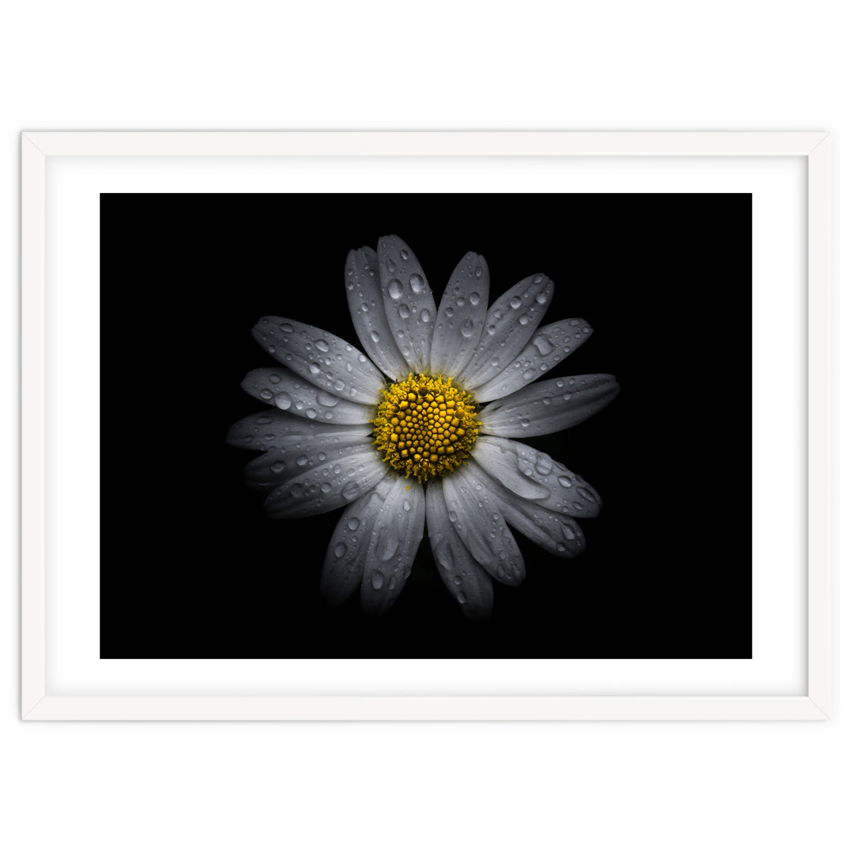 Backyard Flowers No 16 Color Version