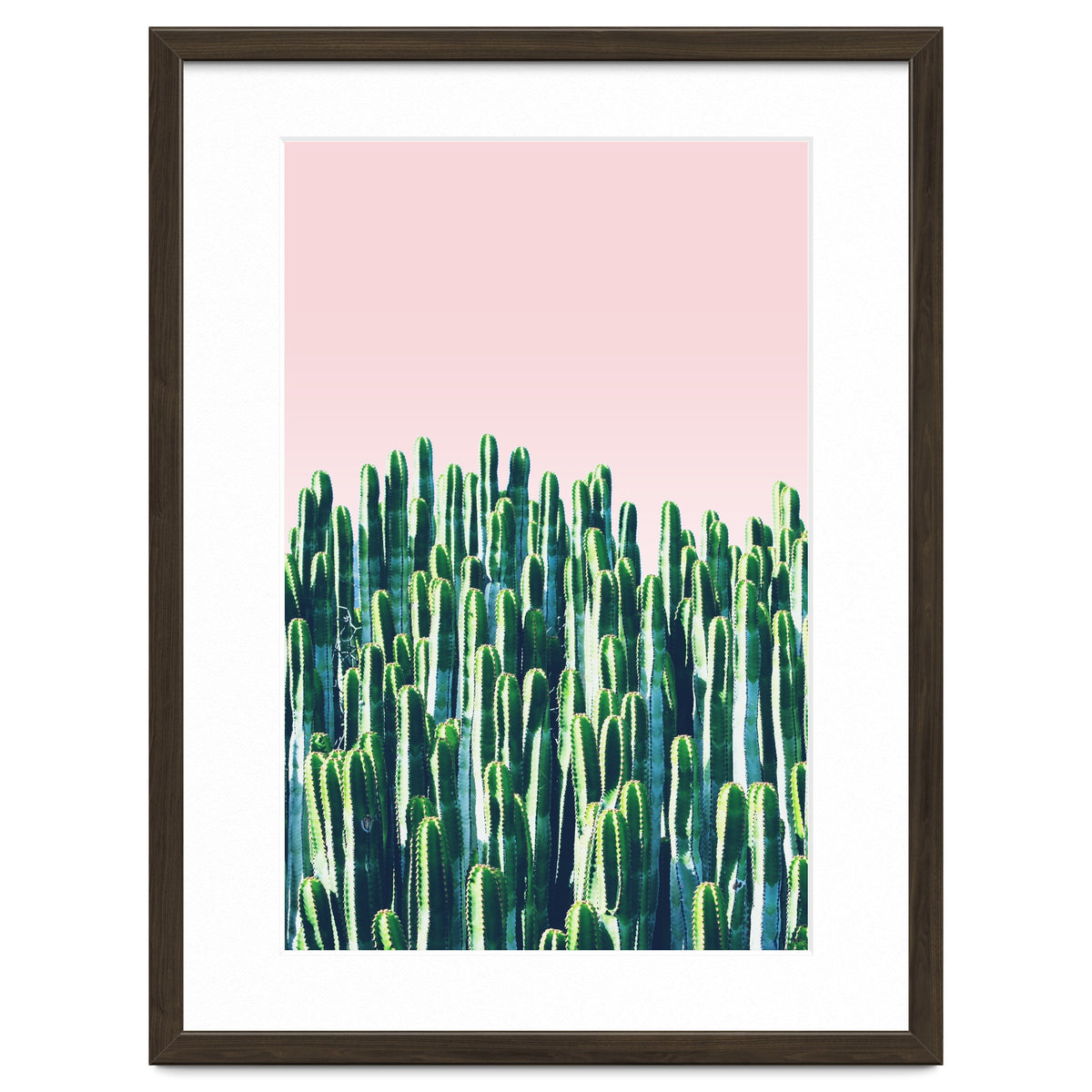 Cactus & Sunset II