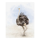 Ostrich (Print Only) thumbnail