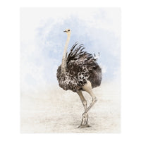 Ostrich (Print Only)