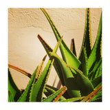 cacti and sunshine (Print Only) thumbnail